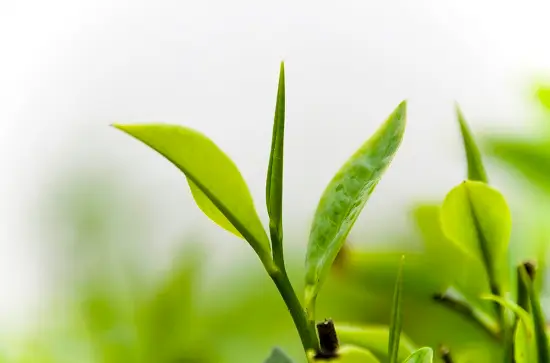 Tác dụng của chè xanh chữa trị một số bệnh thông thường