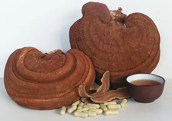 tác dụng của nấm linh chi đỏ 2