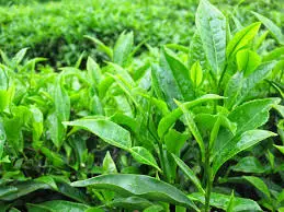 Thực phẩm tốt nhất cho nguồn trứng phụ nữ