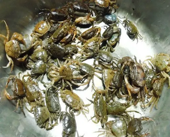 Sơ chế cua làm món canh cua nấu thiên lý
