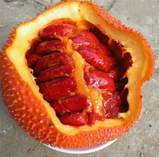 tu-lam-dau-gac-cho-be-tai-nha-03